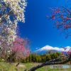 もくれんと富士山－３