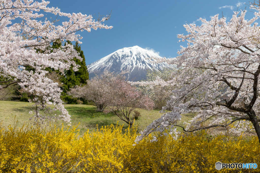 富士桜自然墓地公園の春