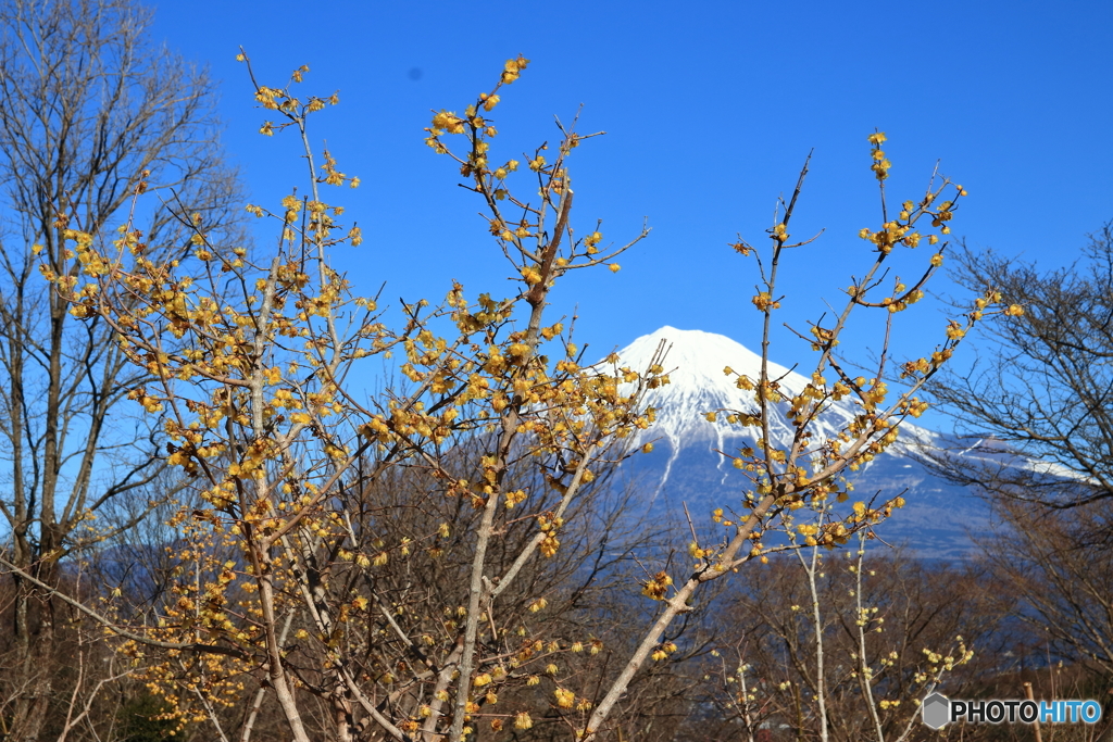 蝋梅と富士山