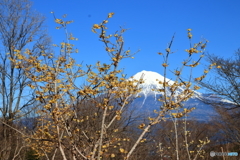 蝋梅と富士山