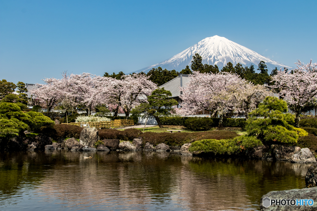 庭園の桜