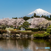 庭園の桜