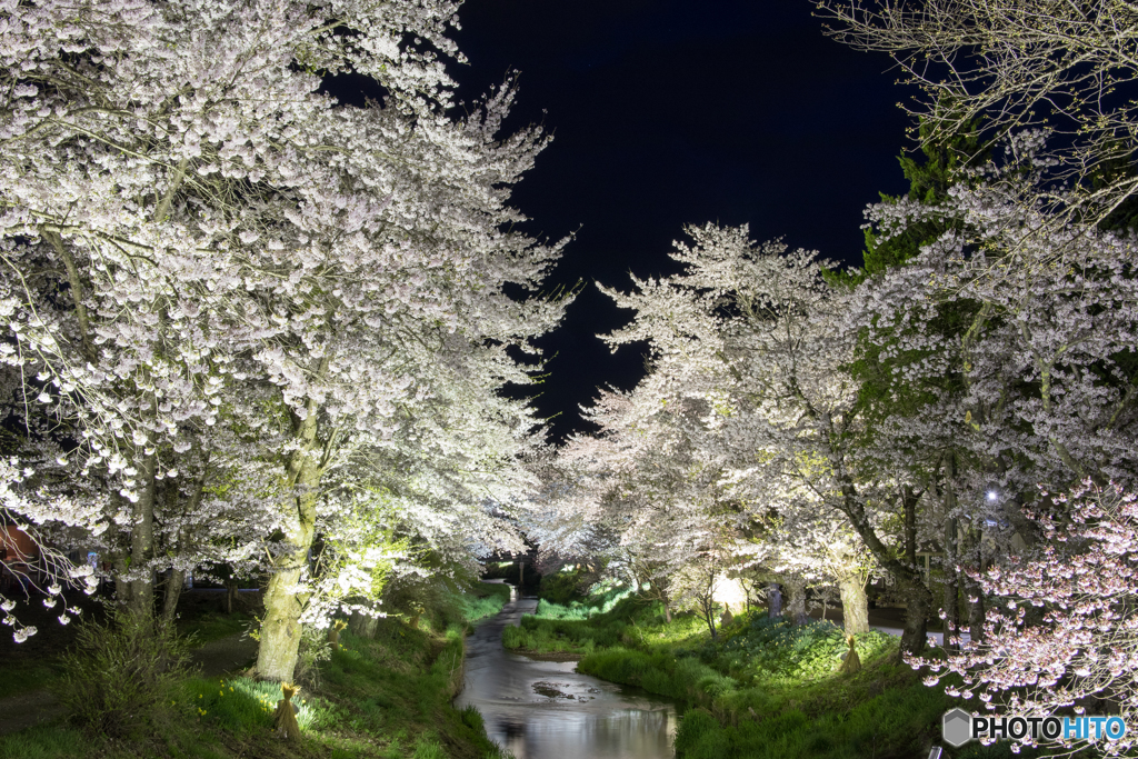 忍野の桜-2