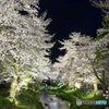 忍野の桜-2