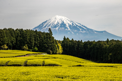 摘み取り前の茶畑