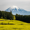摘み取り前の茶畑