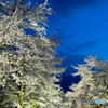 忍野の桜-1
