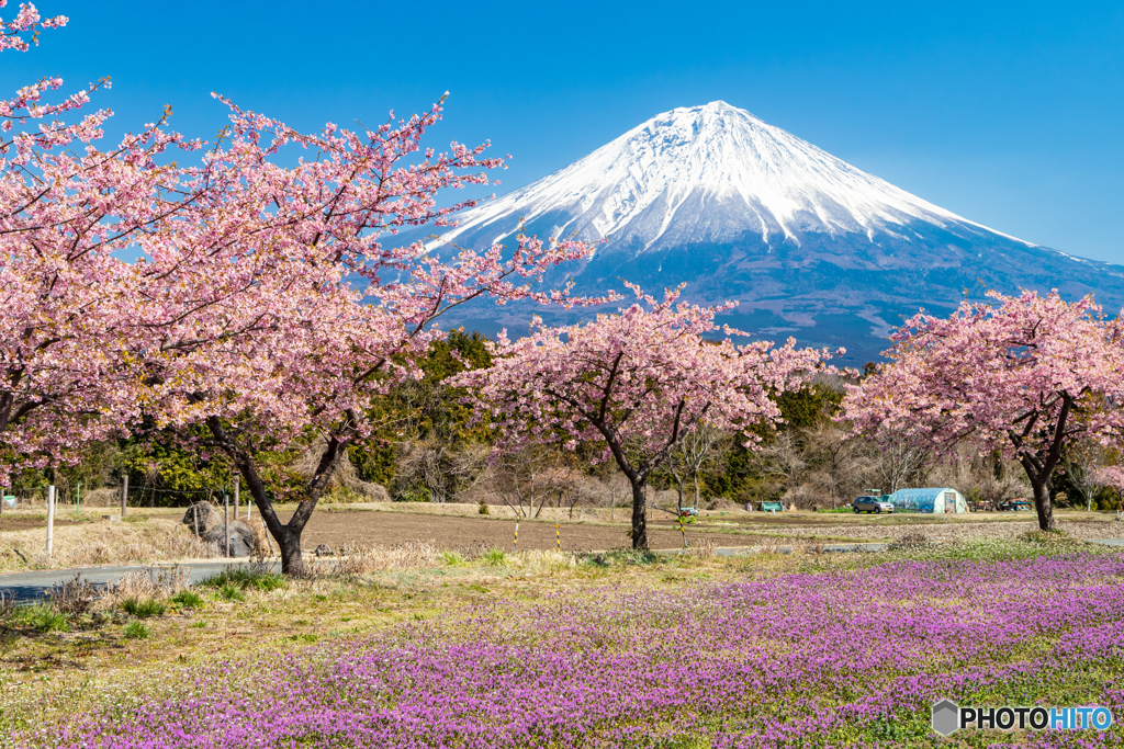 ホトケノザと河津桜