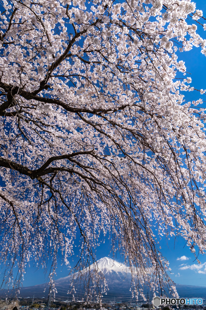 枝垂れ桜と富士山