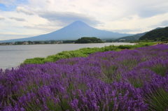 ラベンダーと富士山