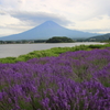 ラベンダーと富士山