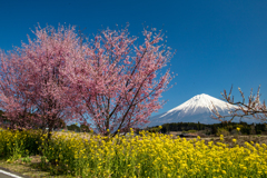 春の花－２