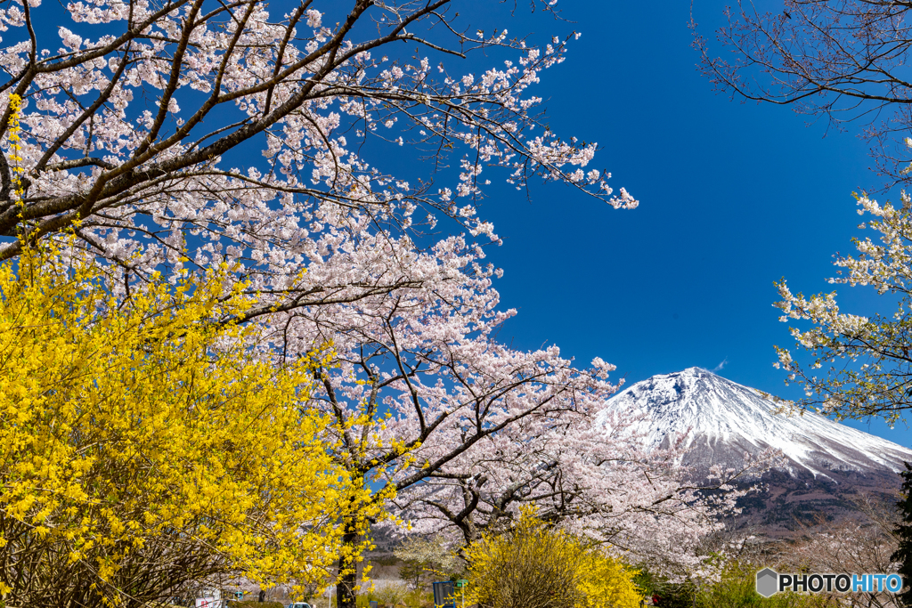 満開の桜と富士－４