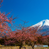 早咲きの桜と