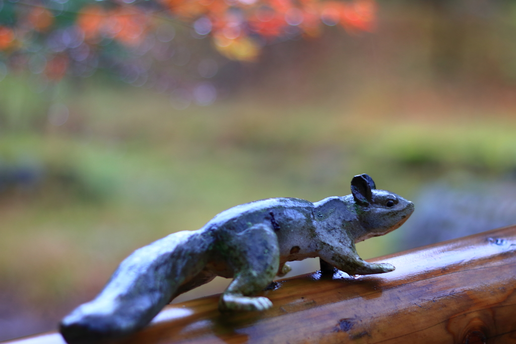 雨の紅葉で