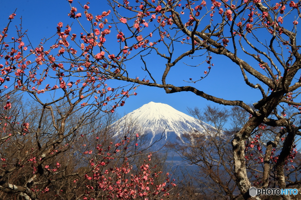 梅と富士山