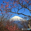 梅と富士山