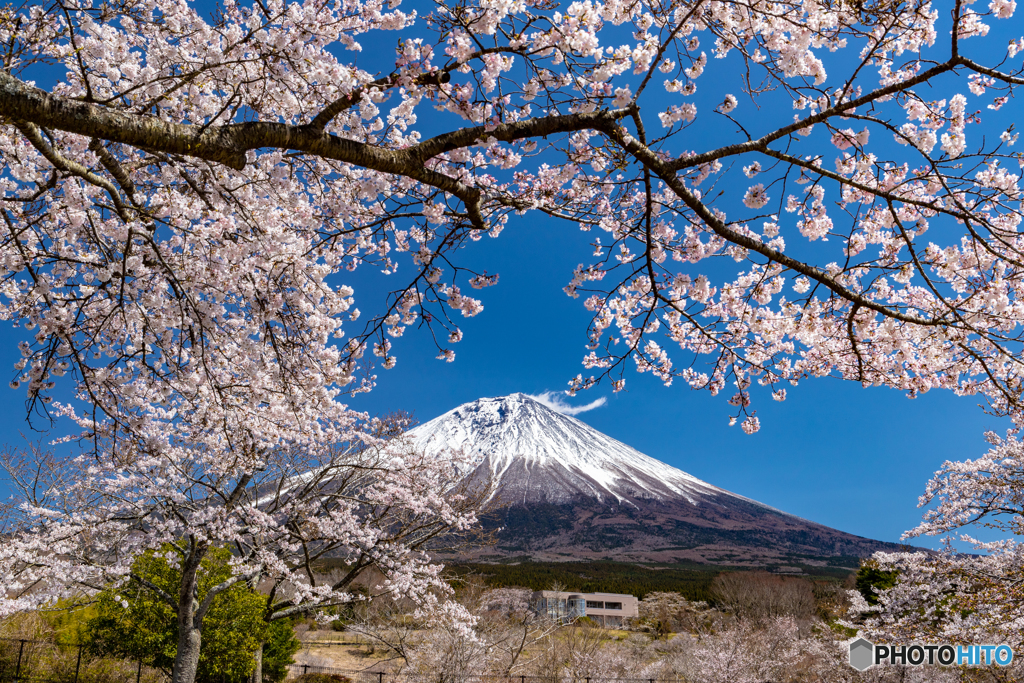 満開の桜と富士－３