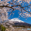 満開の桜と富士－３