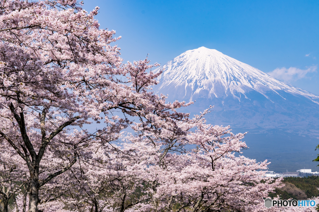 桜と富士山