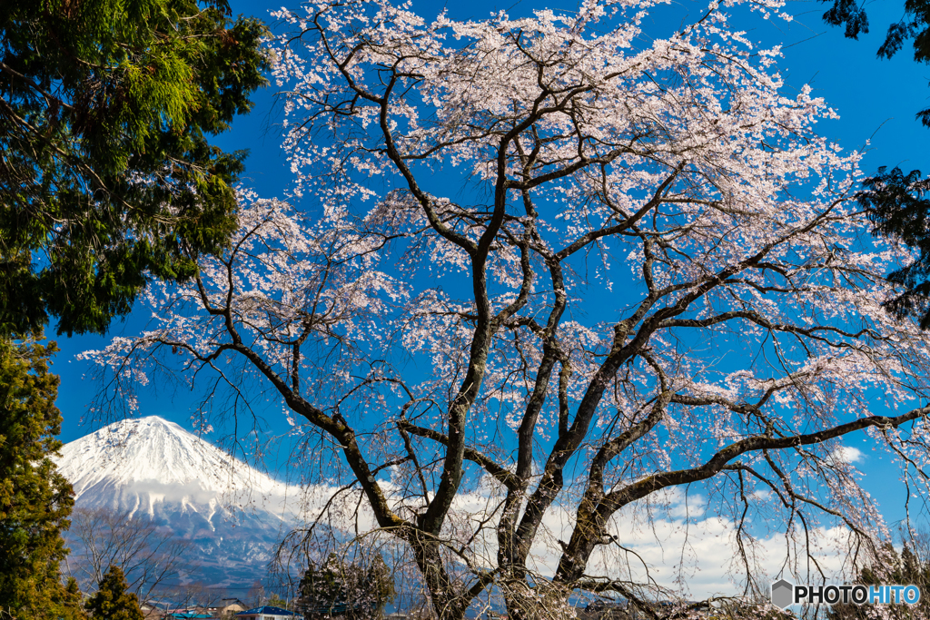 枝垂れ桜と富士山ー３