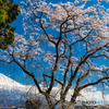 枝垂れ桜と富士山ー３