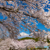 満開の桜