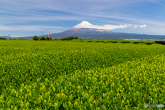 茶畑と富士-2