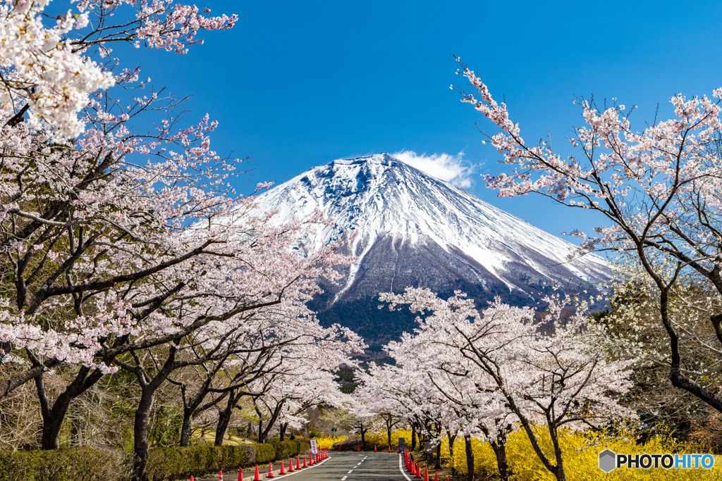満開の桜と富士－２