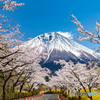 満開の桜と富士－２