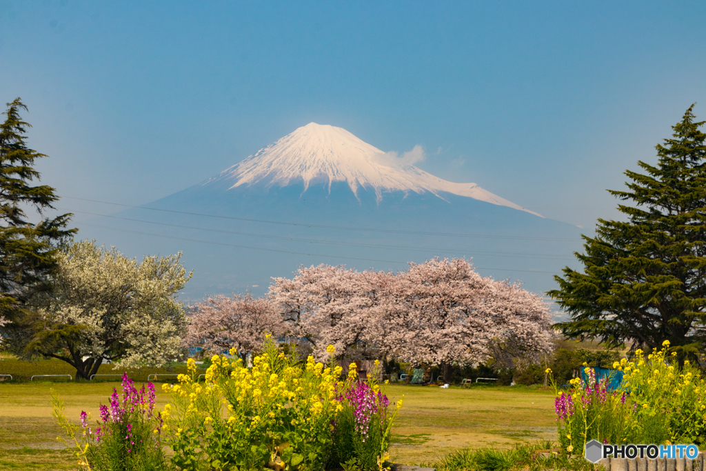 花壇