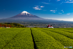 お茶畑と富士山