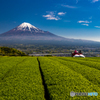 お茶畑と富士山