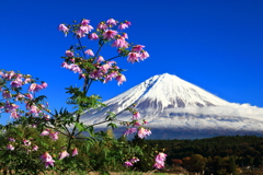 皇帝ダリアと富士山 その２