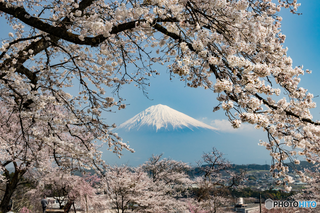 桜と富士山