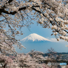 桜と富士山