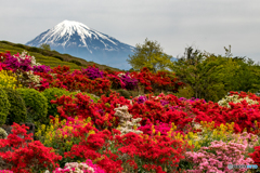 ツツジと富士山