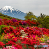 ツツジと富士山