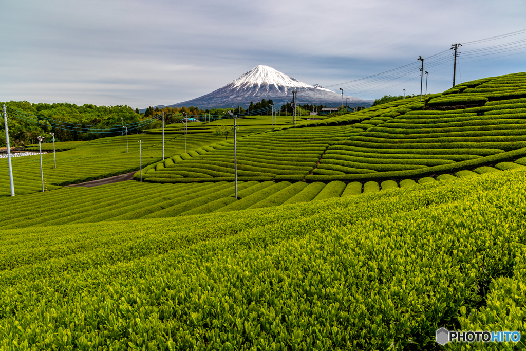 茶畑と富士-1
