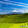 茶畑と富士