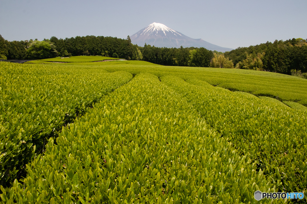 茶畑と富士山－２