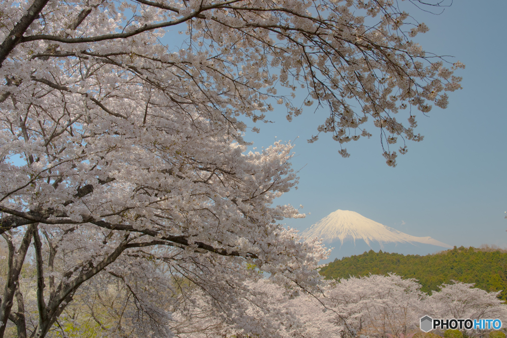 桜満開