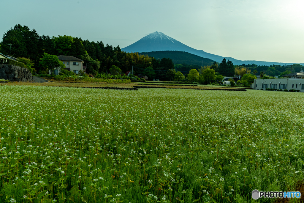 そば畑と富士山
