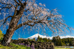 枝垂れ桜と富士山ー２