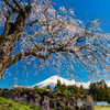 枝垂れ桜と富士山ー２