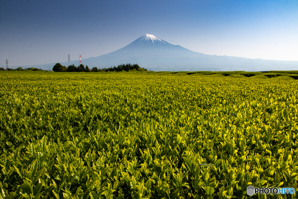 茶畑と富士山－１