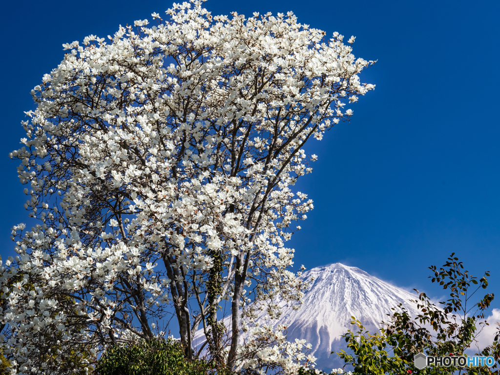 もくれんと富士山－１