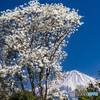 もくれんと富士山－１