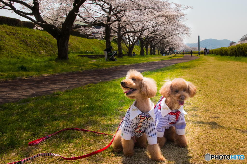 愛犬と花見に