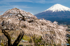 枝垂れ桜